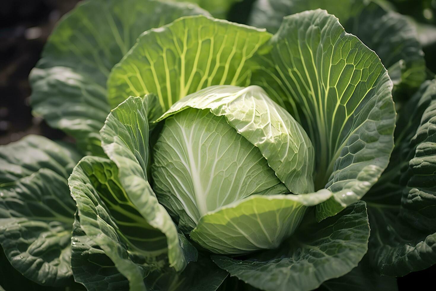 Cabbage growing in an urban garden. Cabbage leaves and head close up. Generative AI photo