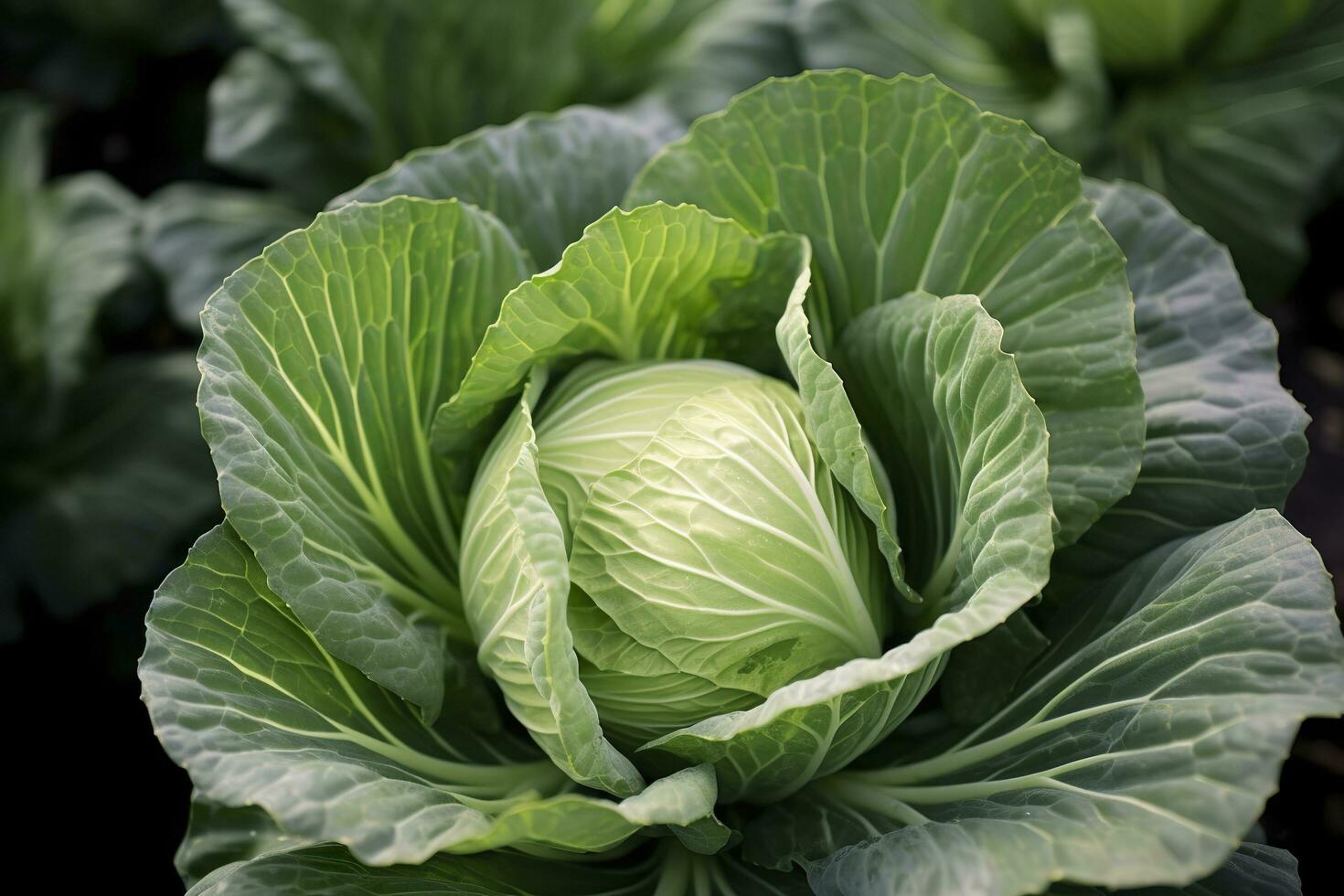 Cabbage growing in an urban garden. Cabbage leaves and head close up. Generative AI photo