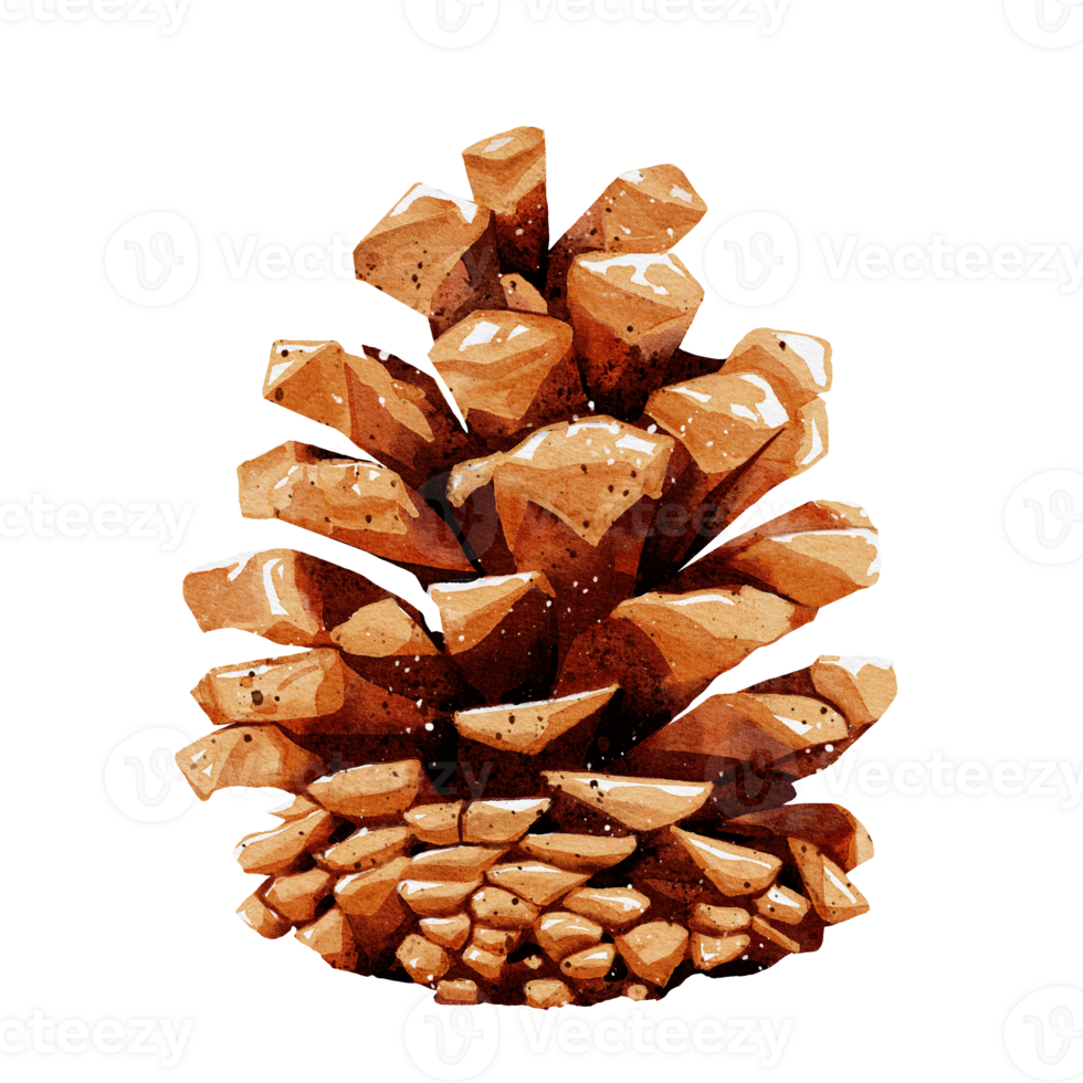 Pine cone watercolor png