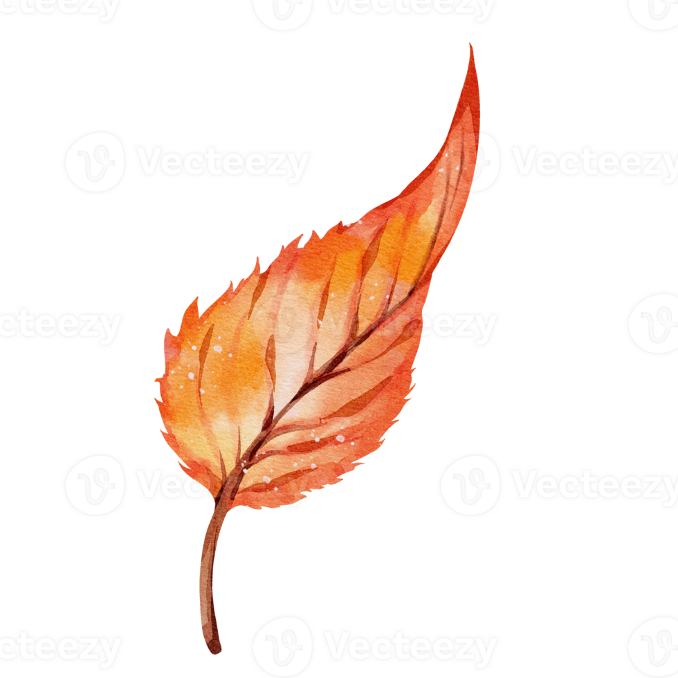 Autumn leaf watercolor png