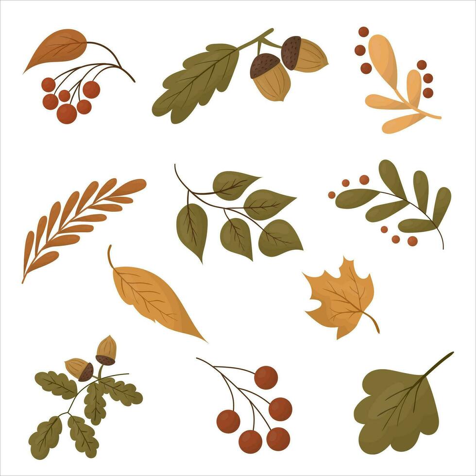 a set of different autumn leaves, mountain ash, acorn and chestnut. Isolated vector. vector