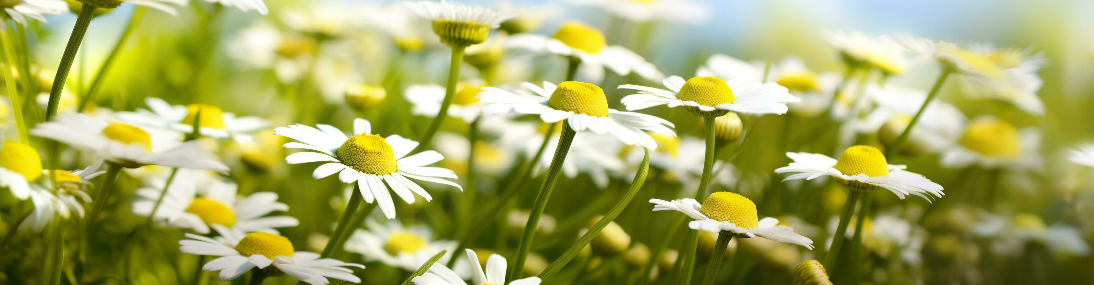 Chamomile flower for a banner. Generative AI photo