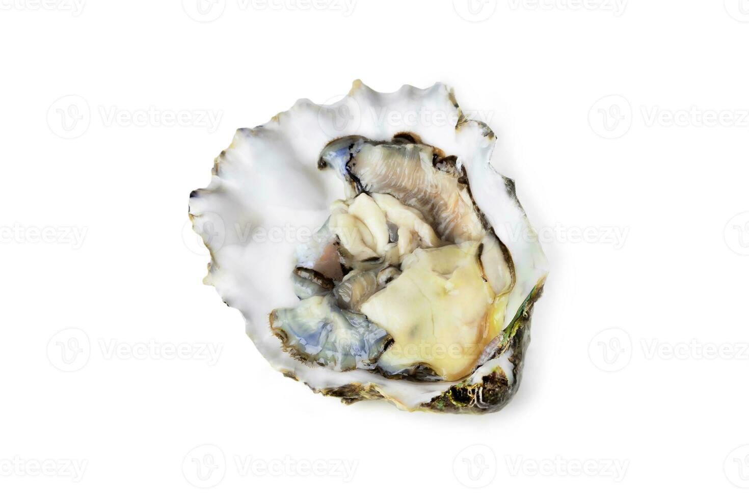 Fresh raw oyster on white or invisible png background photo