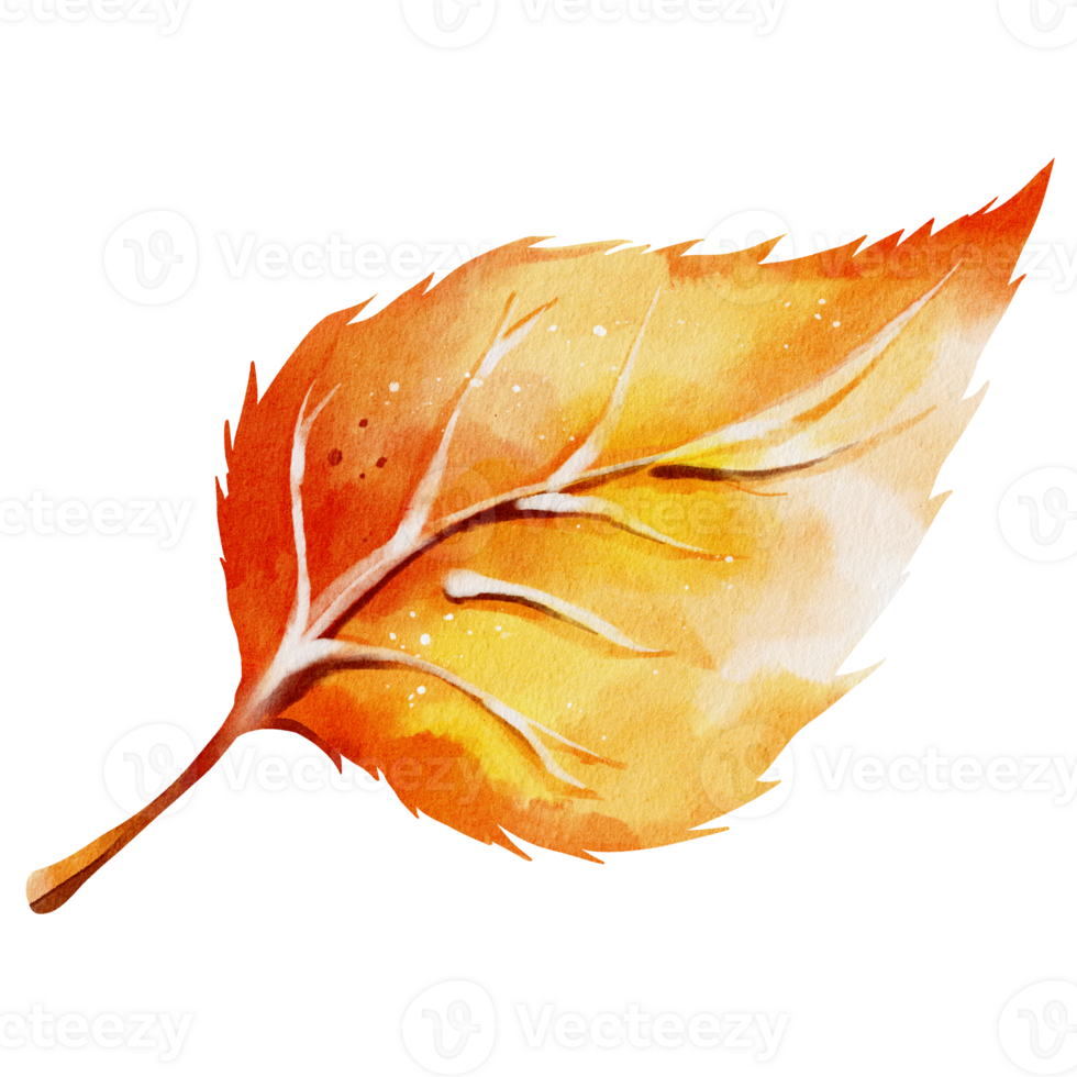 Autumn leaf watercolor png