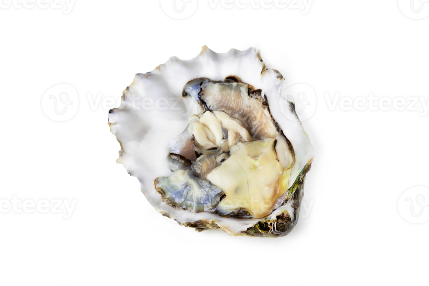 Fresh raw oyster on white or invisible png background