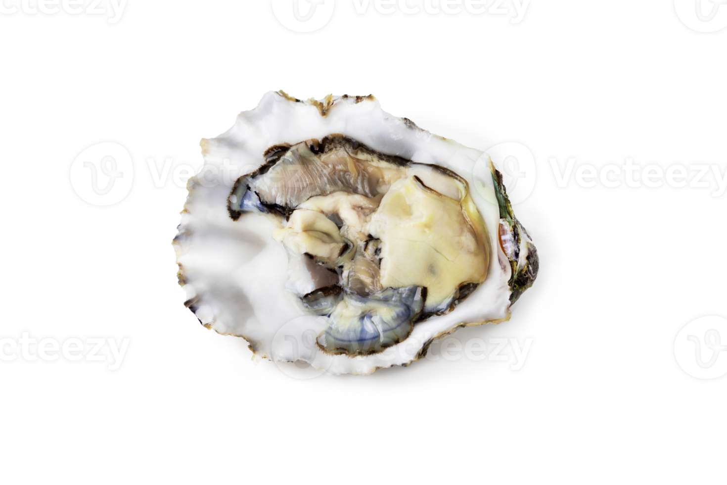 Fresh raw oyster on white or invisible png background top view