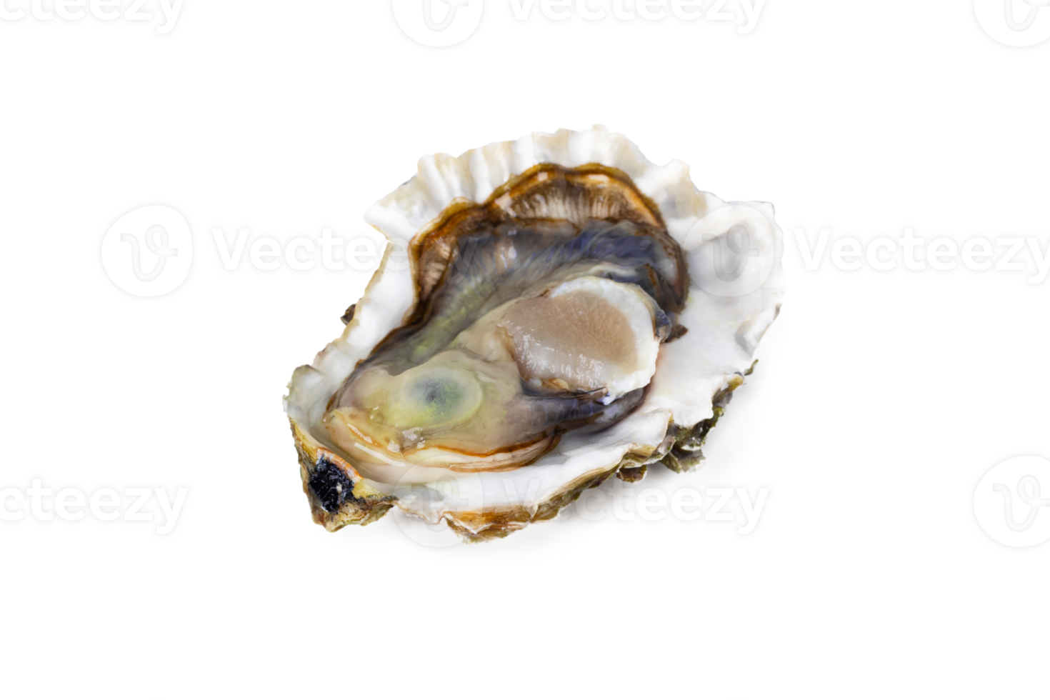Fresh raw oyster on white or invisible png background