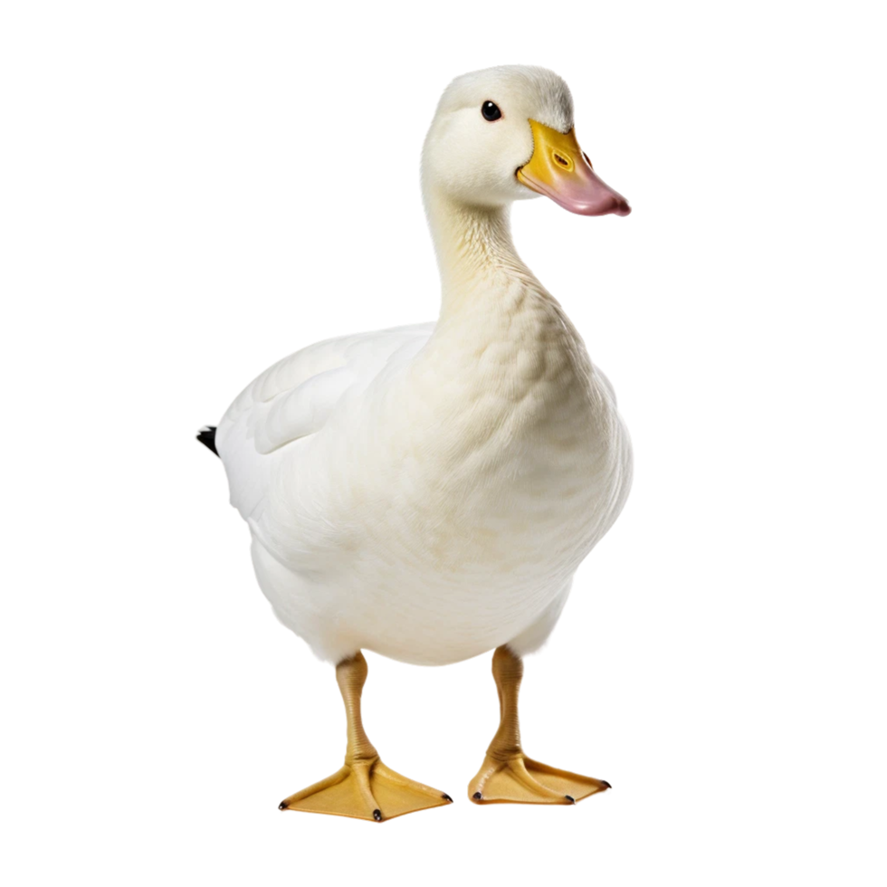 White pekin duck isolated on transparent background AI Generative png