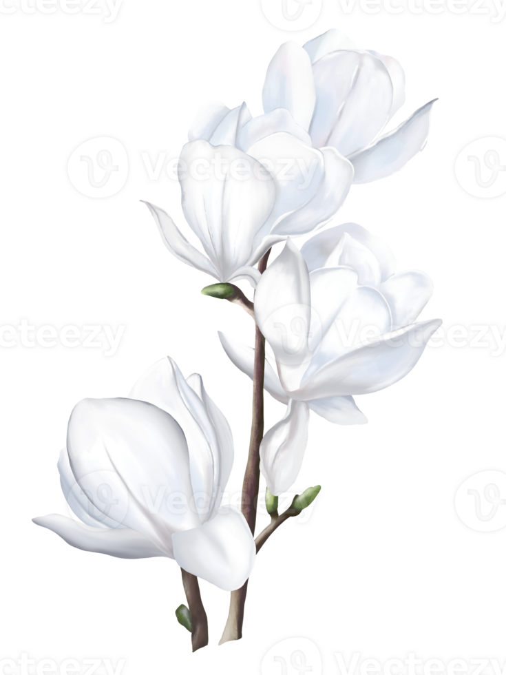 The watercolor draw and paint of white magnolia flowers. png