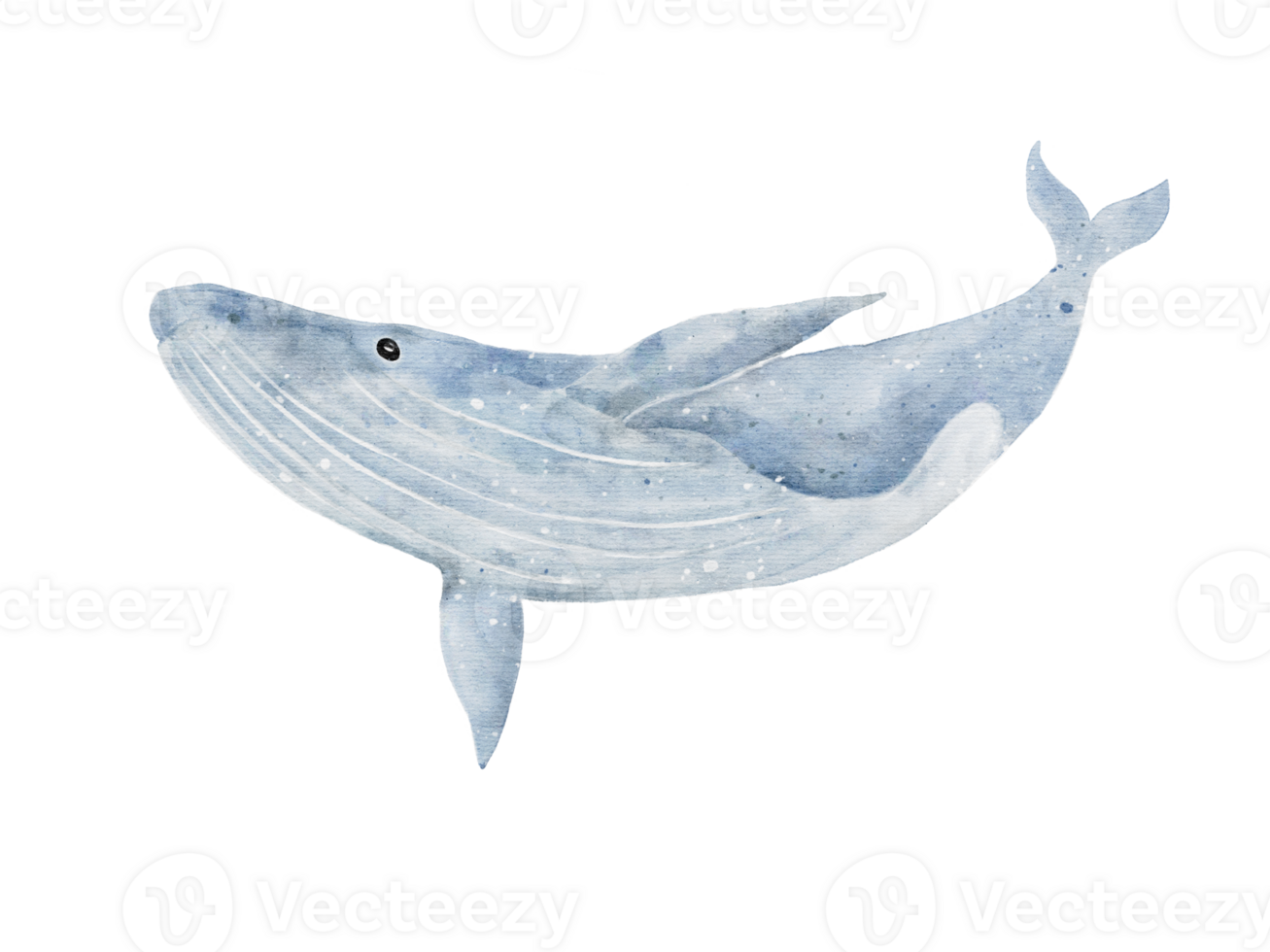 Blue whale digital drawing in watercolor isolated on background png