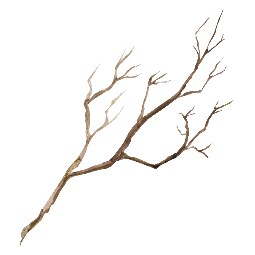 Watercolor illustration of dry tree branches. rune drawing png