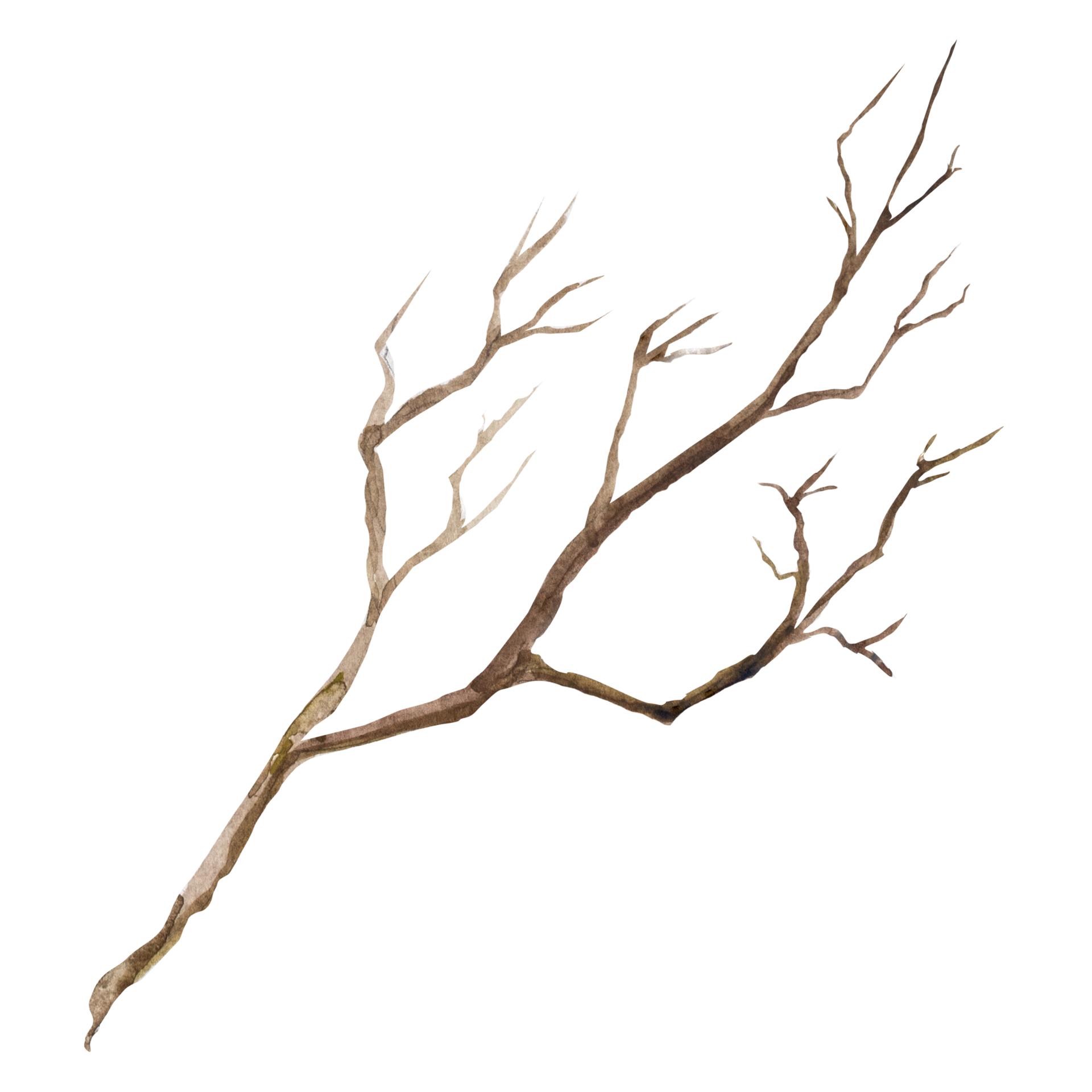 Watercolor illustration of dry tree branches. rune drawing 32499643 PNG