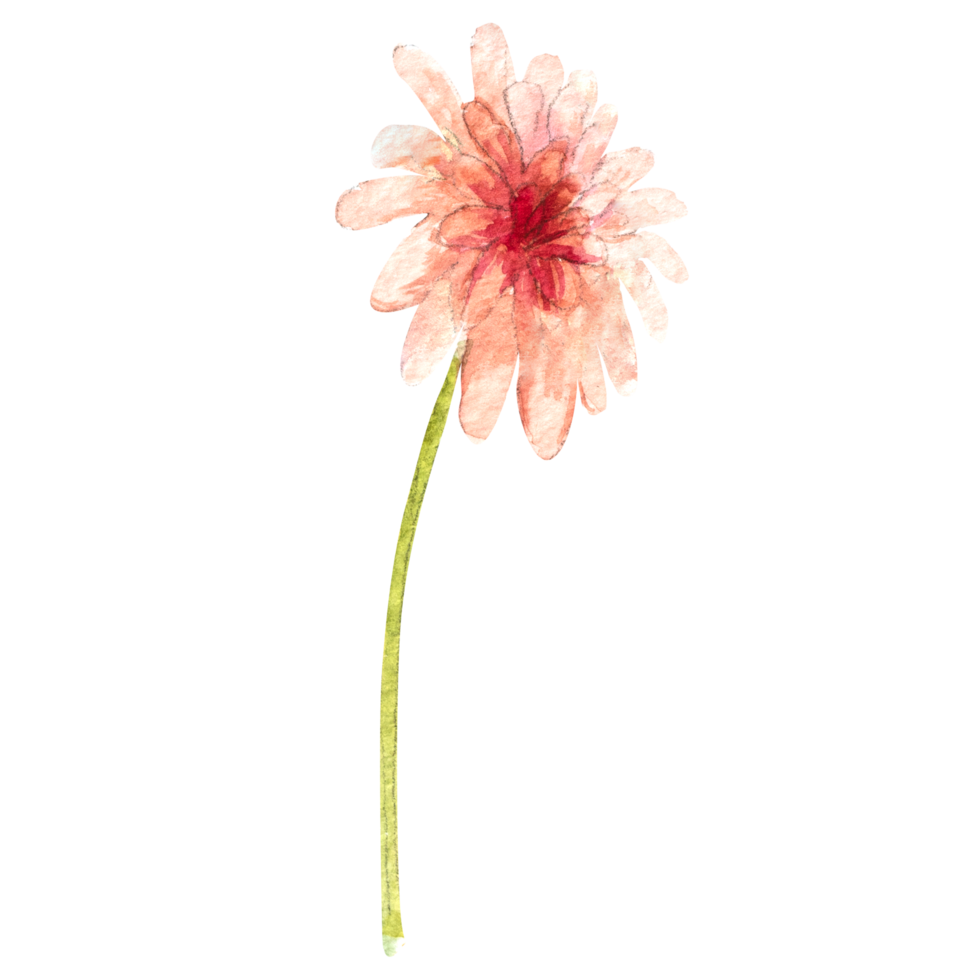 vattenfärg illustration av krysantemum blomma. hand dragen krysantemum png