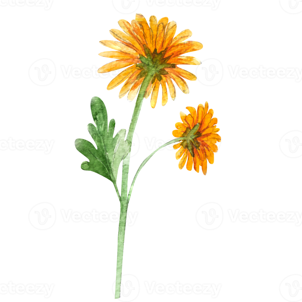 Watercolor illustration of chrysanthemum flower. Hand drawn chrysanthemums png