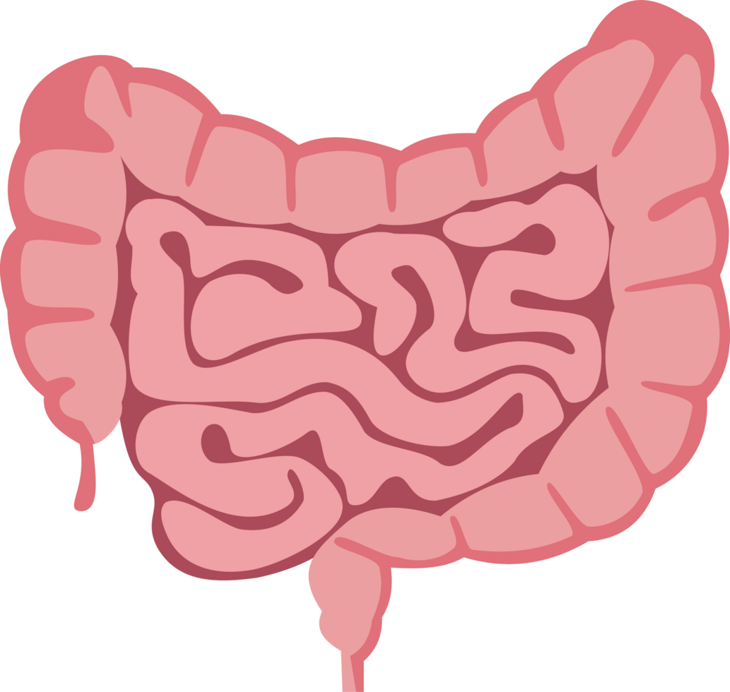 ilustración de grande y pequeño intestino png