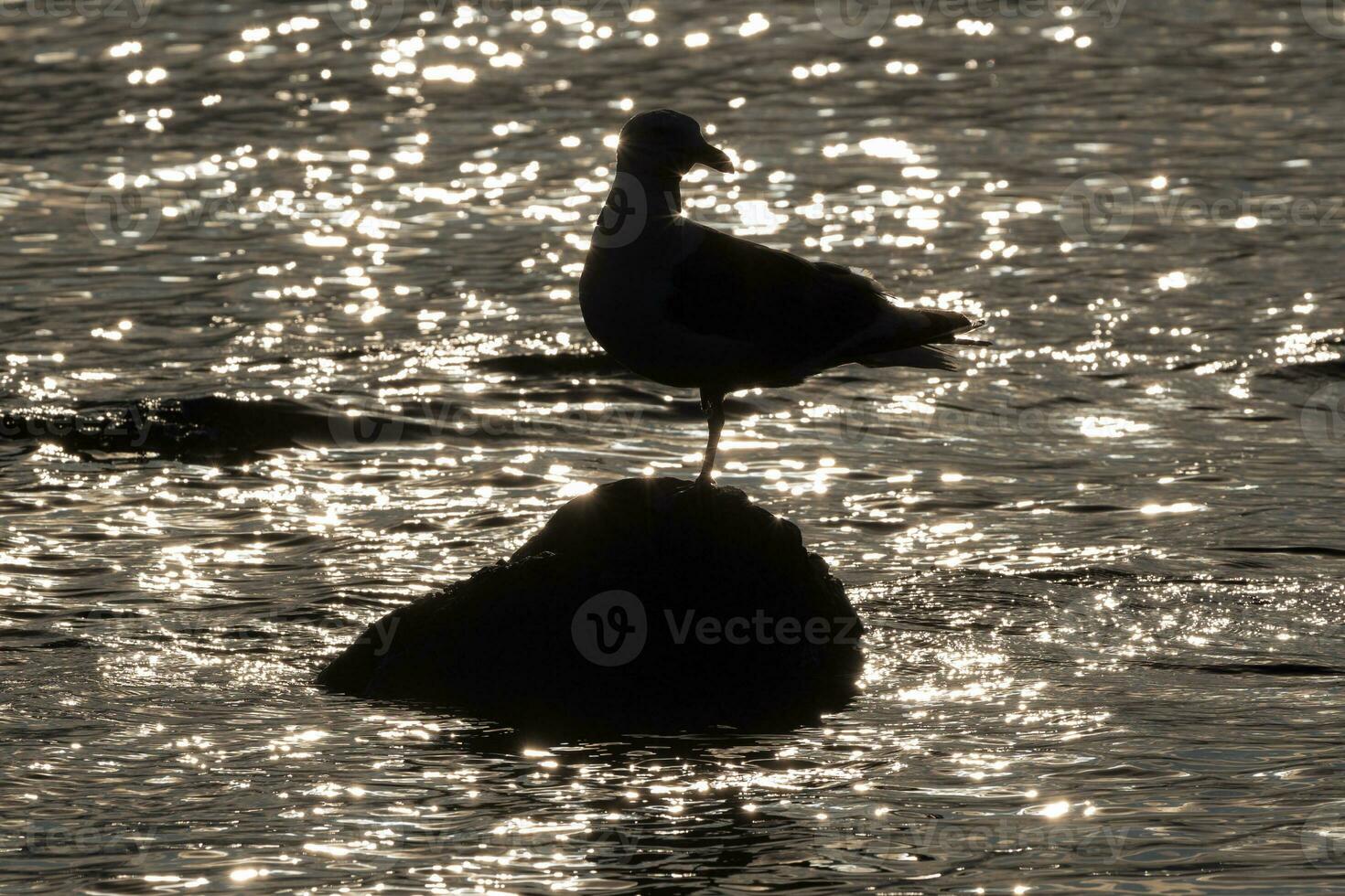 Silhouette of bird of Pacific gull standing on one foot on stone surrounded by reflection and glare of water waves of Pacific Ocean at sunset photo