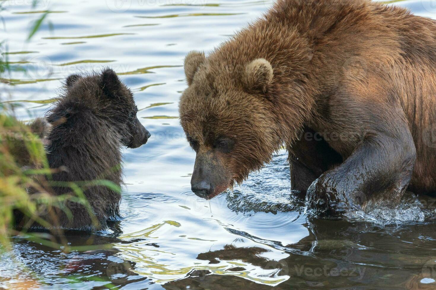 Kamchatka brown she-bear with cub fishing red salmon fish in river during fish spawning photo