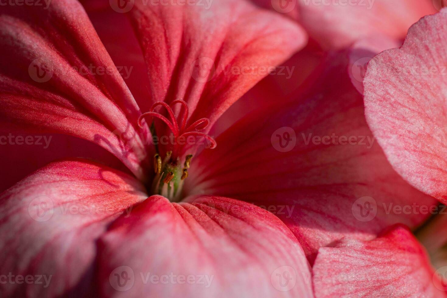 Pink color of flower petals Pelargonium zonale Willd. Macro photography photo