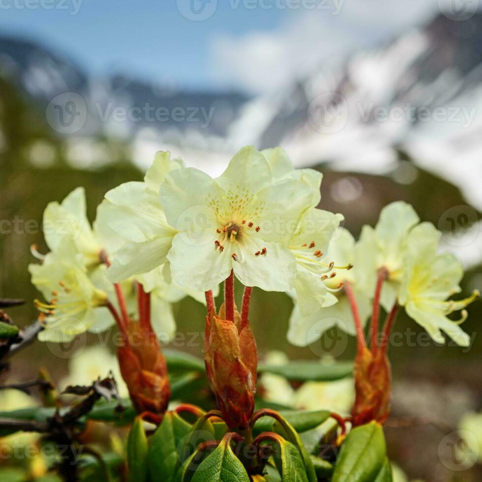 Beauty golden flower Rhododendron Aureum on background of mountains photo