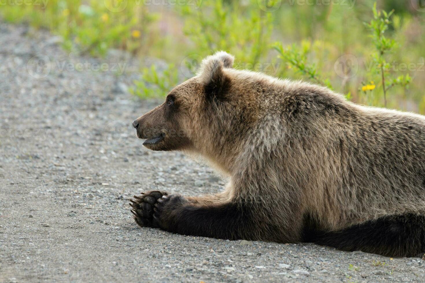 Wild hungry and terrible Kamchatka brown bear lies on stones and looking around photo