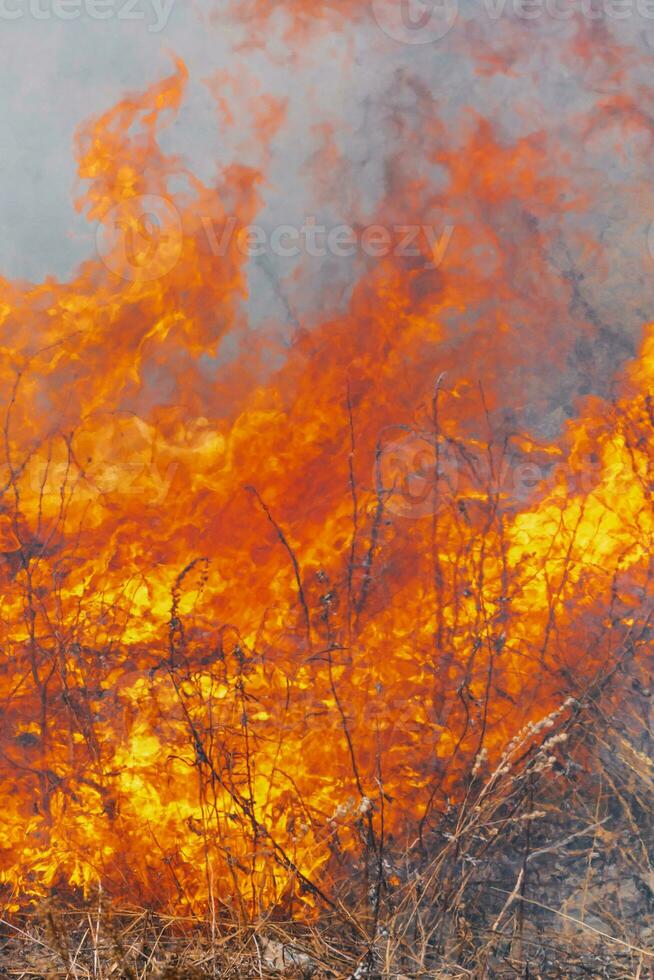 Fire flames burning dry grass. Motion blur from fire and high temperature. Wildfire background photo