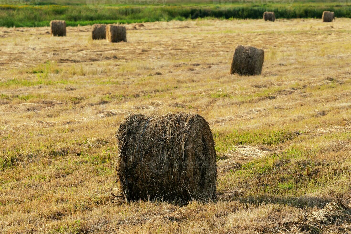 Golden hay rolls on mowed field on sunny day photo