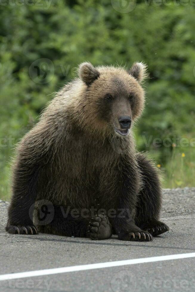Young hungry wild Kamchatka brown bear sits on side of asphalt road photo