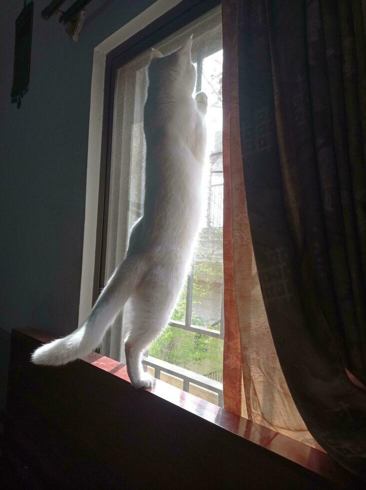 Cat Standing on the Windowsill photo