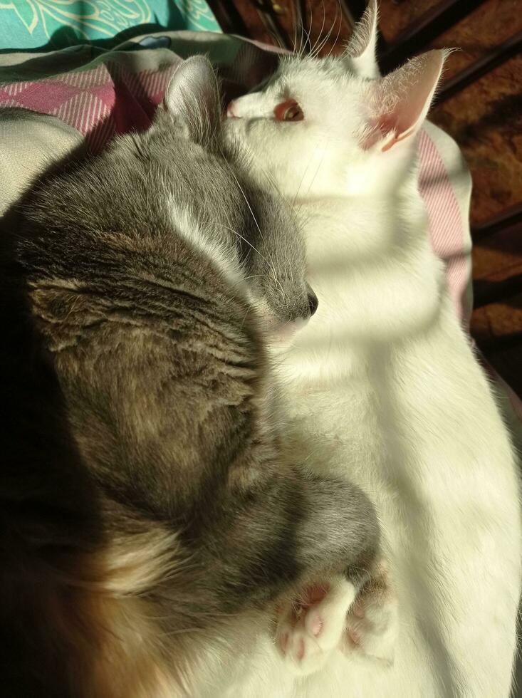 Cats snuggling and basking in the sun photo