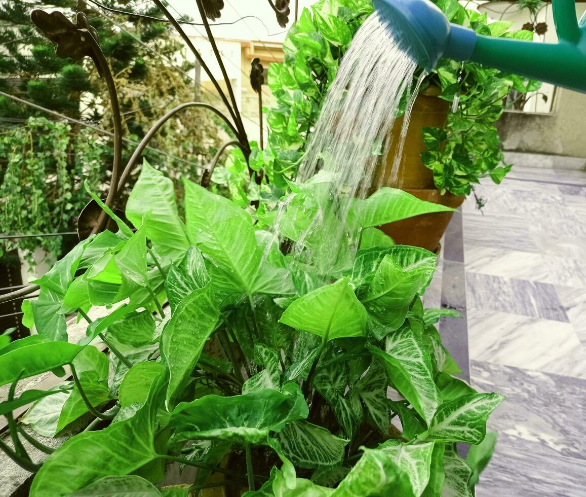 Plants being Watered from the Watering Can photo