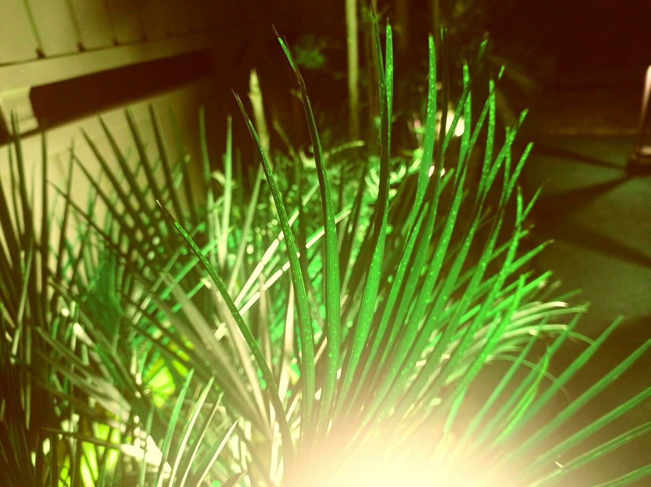 Green leaves in bright light photo