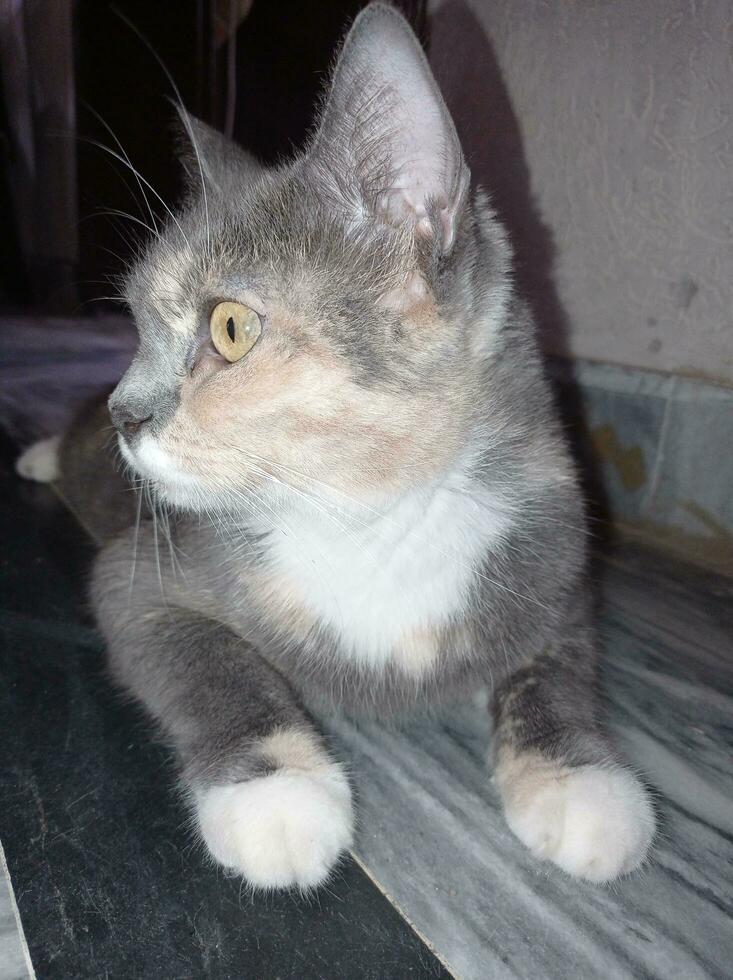 Gray Cat Lying on the Floor photo