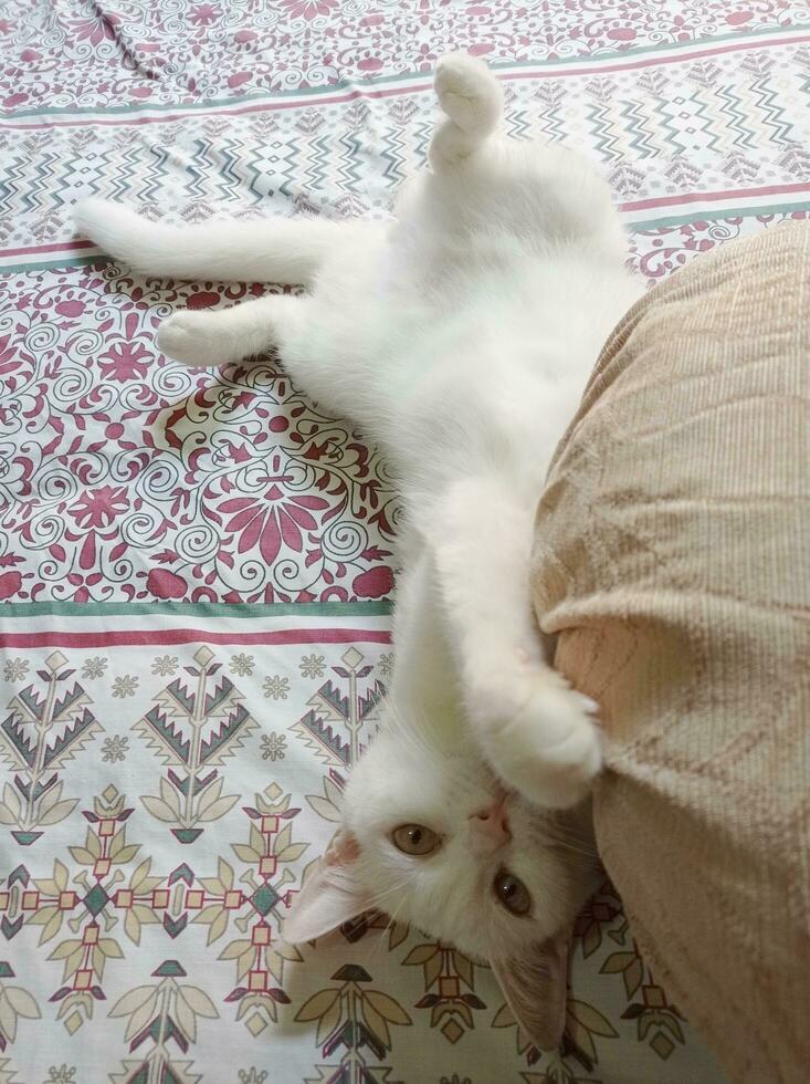 Playful Cat Lying on the Bed photo