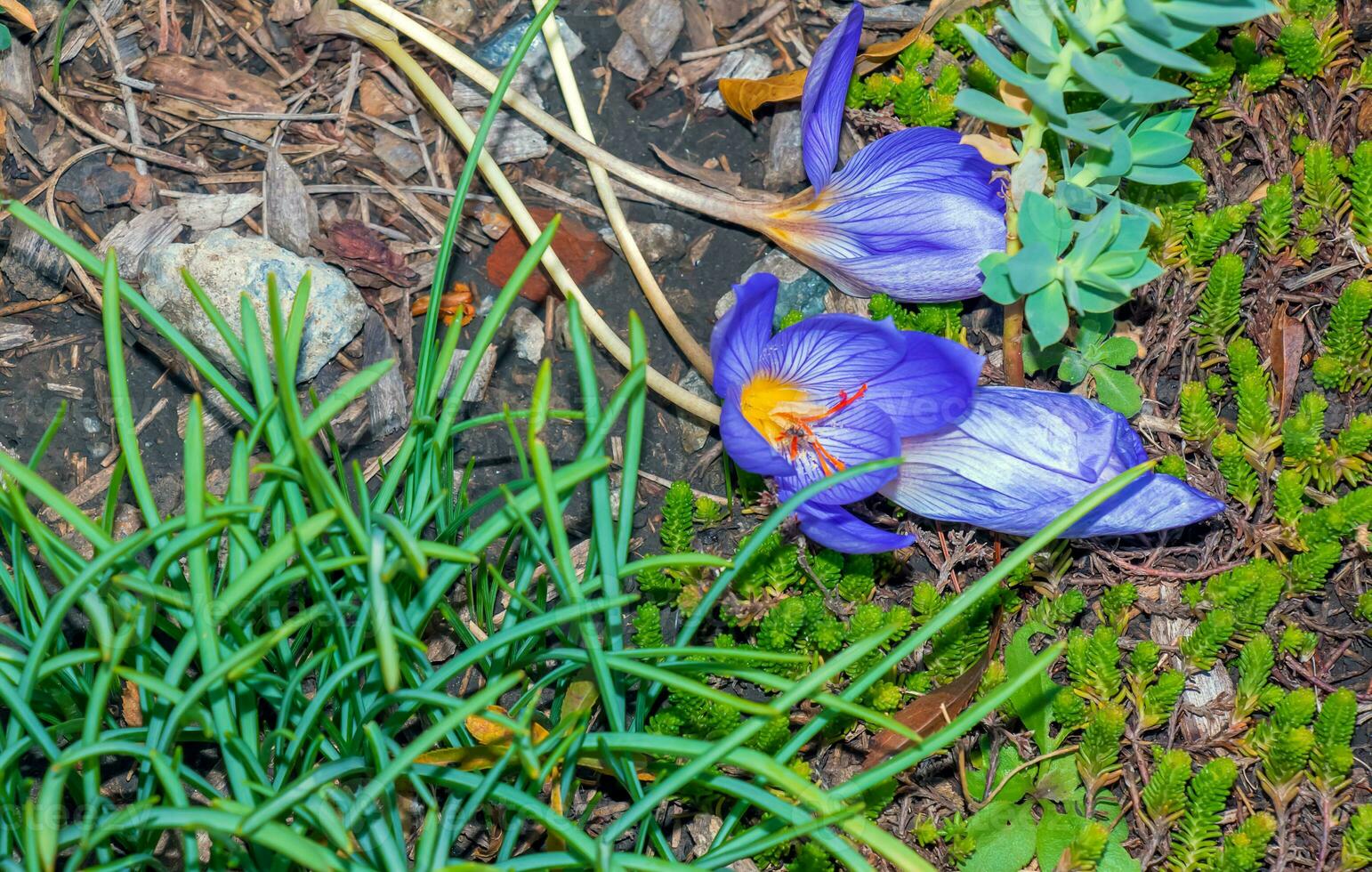 Crocus serotinus, the late crocus, is a species of flowering plant in the genus Crocus of the family Iridaceae photo