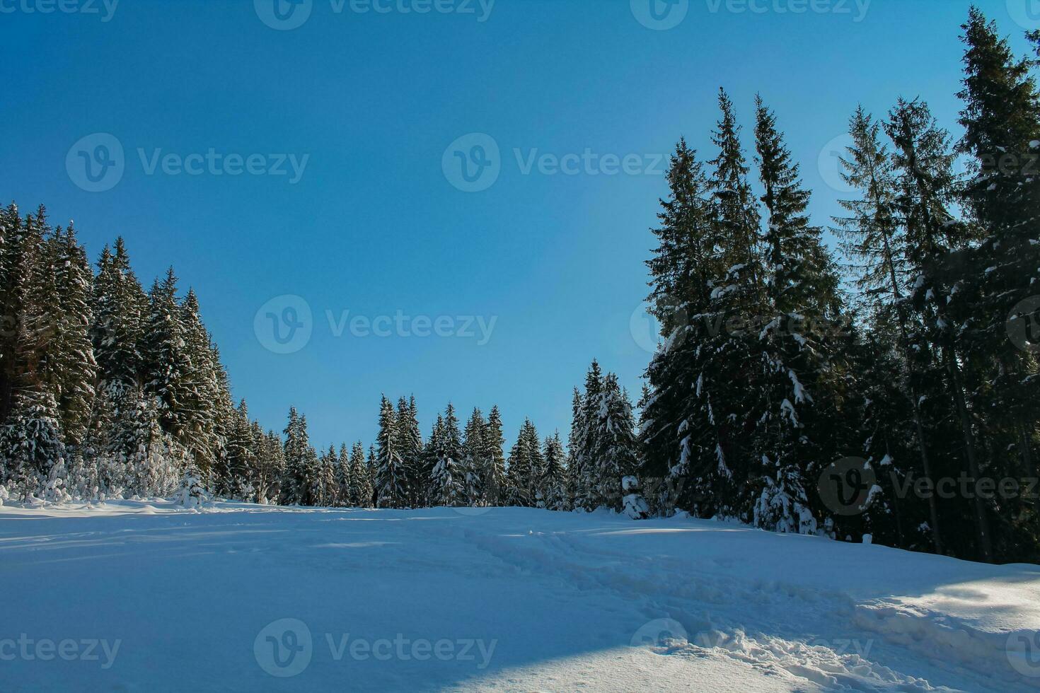 Winter landscape of a snowy forest on a sunny day in the Carpathian mountains. Fresh snow in the mountains in the morning sunlight. Christmas background, new year atmosphere photo