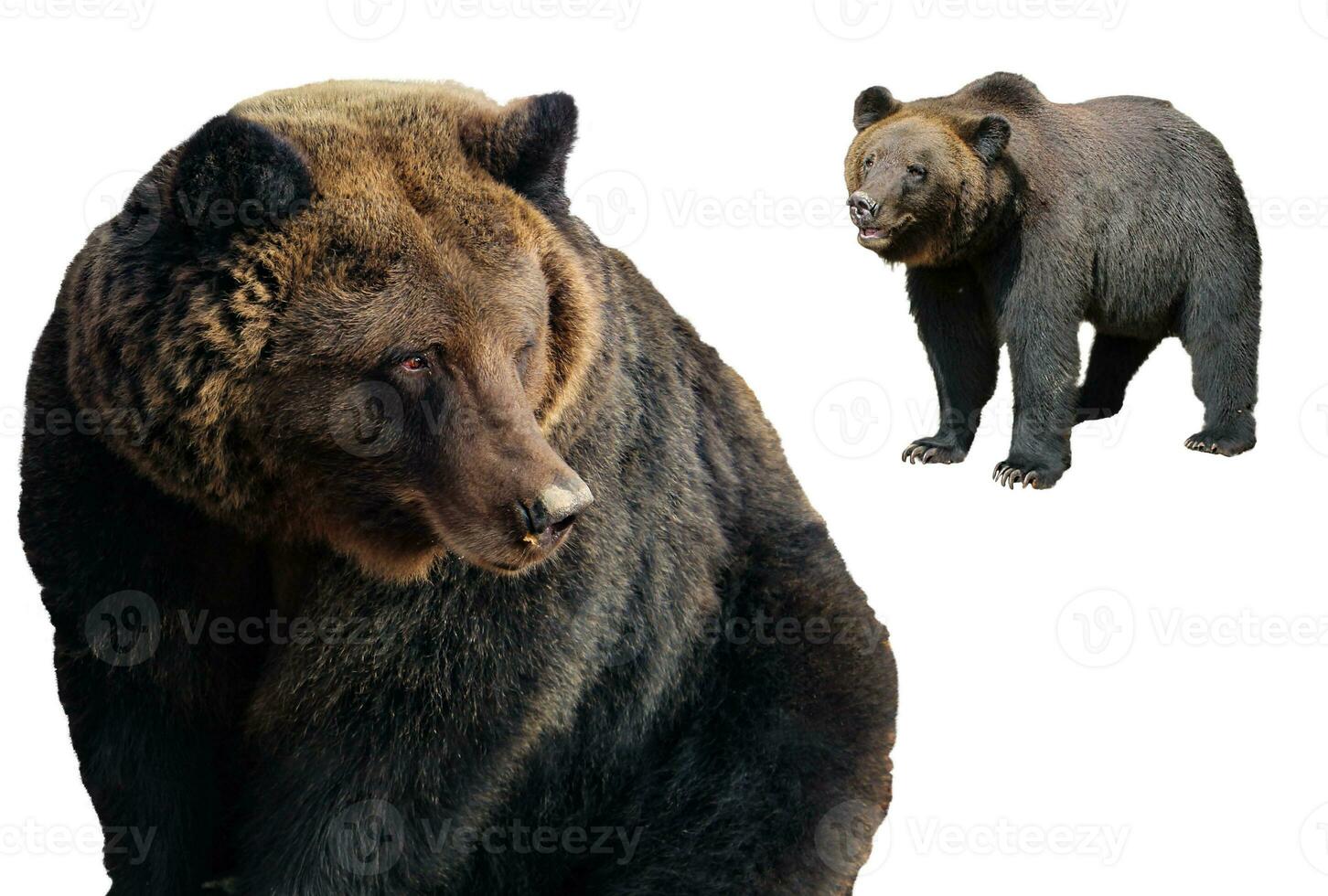 Set of Big brown bears isolated on white background Ursus arctos. Grizzly in different poses for design photo
