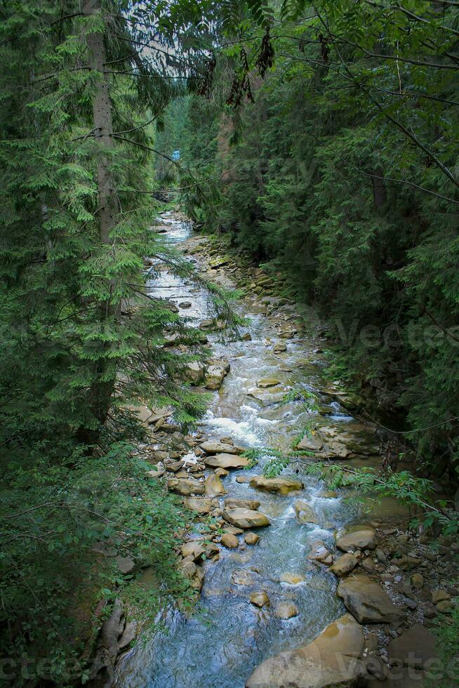 pino bosque con montaña río. refrescante río aguas fluido mediante escénico montaña paisaje. de la naturaleza excursionismo pozo detener. intacto naturaleza de el montes de Cárpatos. murmullo de agua arroyo foto