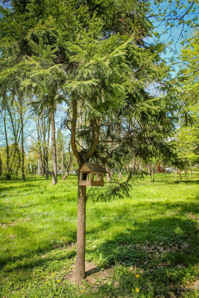 Bird Feeder Nestled Amongst Park's Serene Pine Trees. Rustic Bird Feeder Adorned by Park's Serene Pine. Birdhouse Delight Amidst Park's Beauty photo