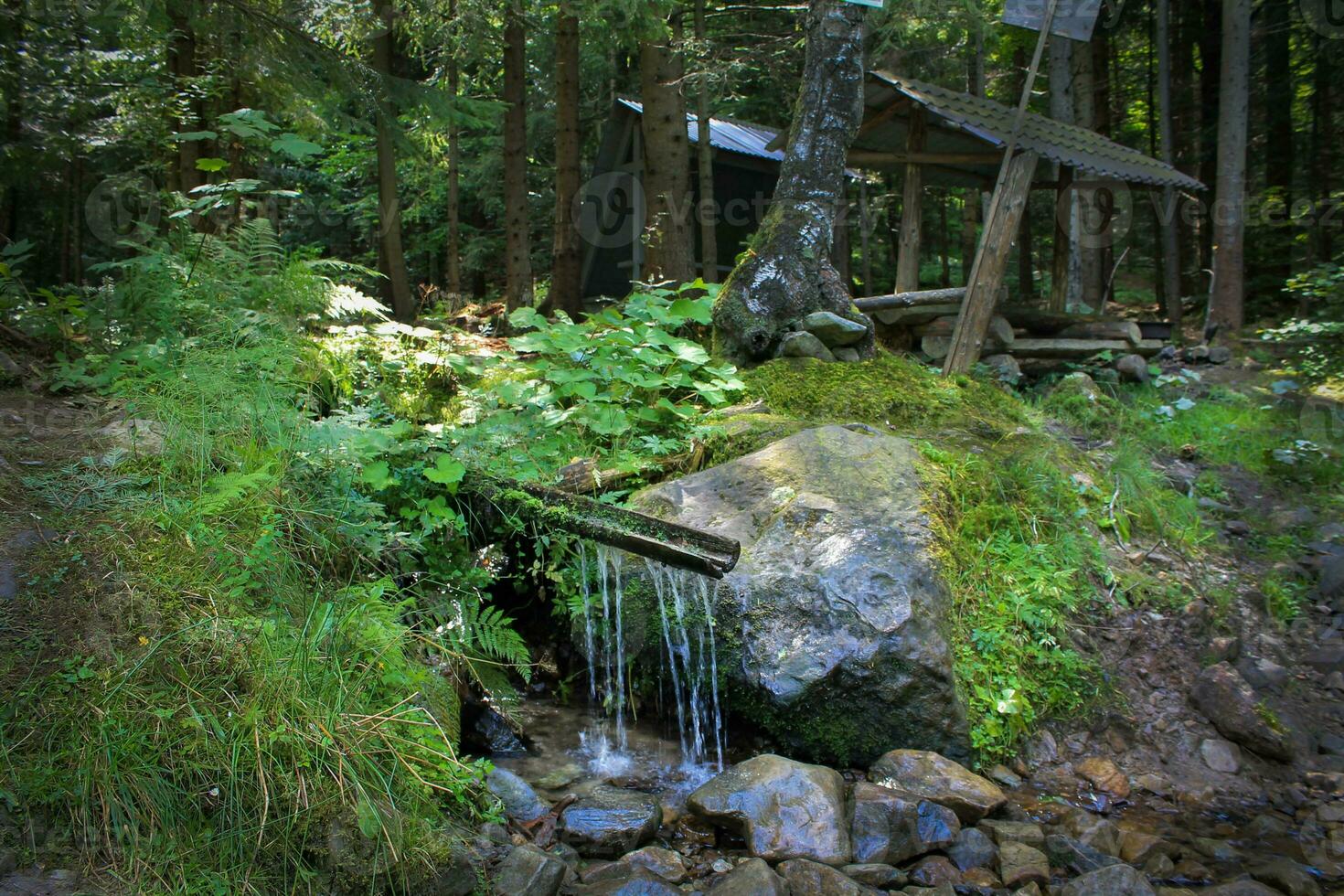 Pine Forest with Mountain River. Refreshing River Waters Flowing through Scenic Mountain Landscape. Nature's Hiking Pit Stop. Untouched Nature of the Carpathians. Murmuring of Water Brook photo