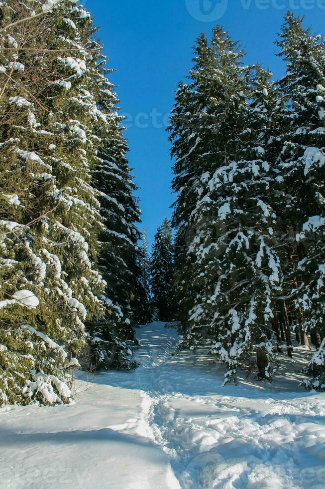 Winter landscape of a snowy forest on a sunny day in the Carpathian mountains. Fresh snow in the mountains in the morning sunlight. Christmas background, new year atmosphere photo