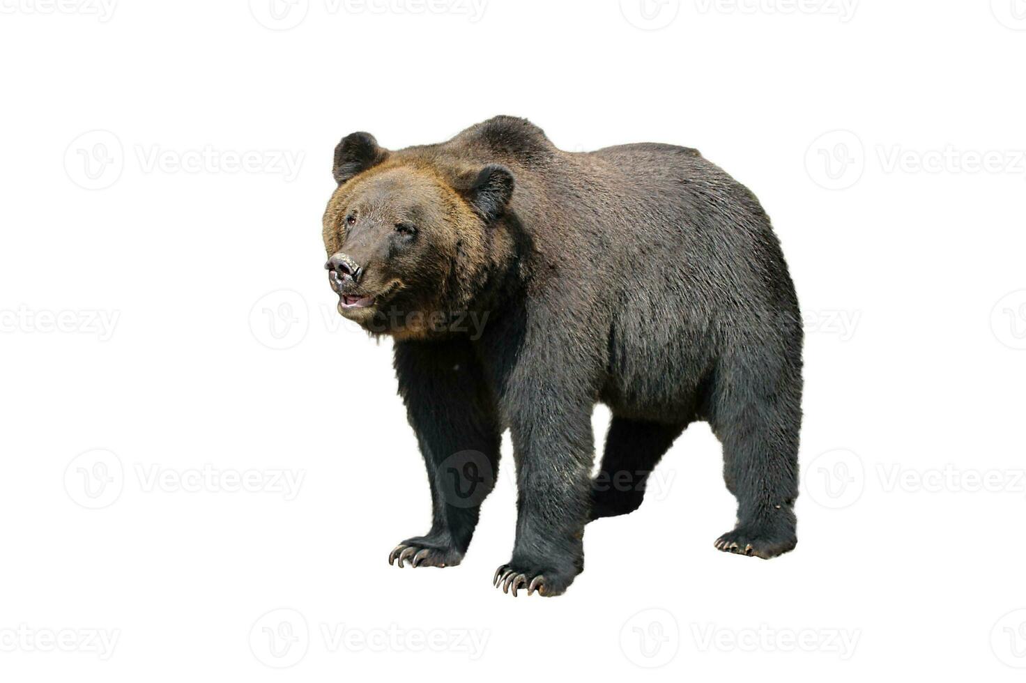 Large brown bear isolated on white background Ursus arctos. Grizzly bear set for design photo