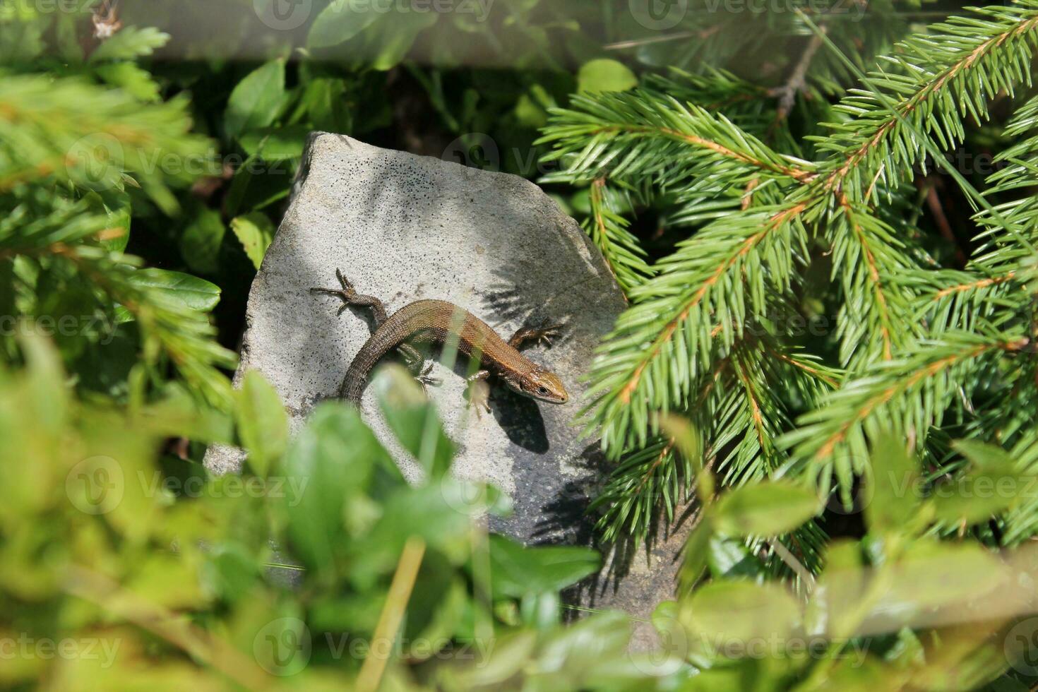 Lizard on a stone in the garden, closeup of photo Viviparous Eurasian lizard. Zootoca vivipara