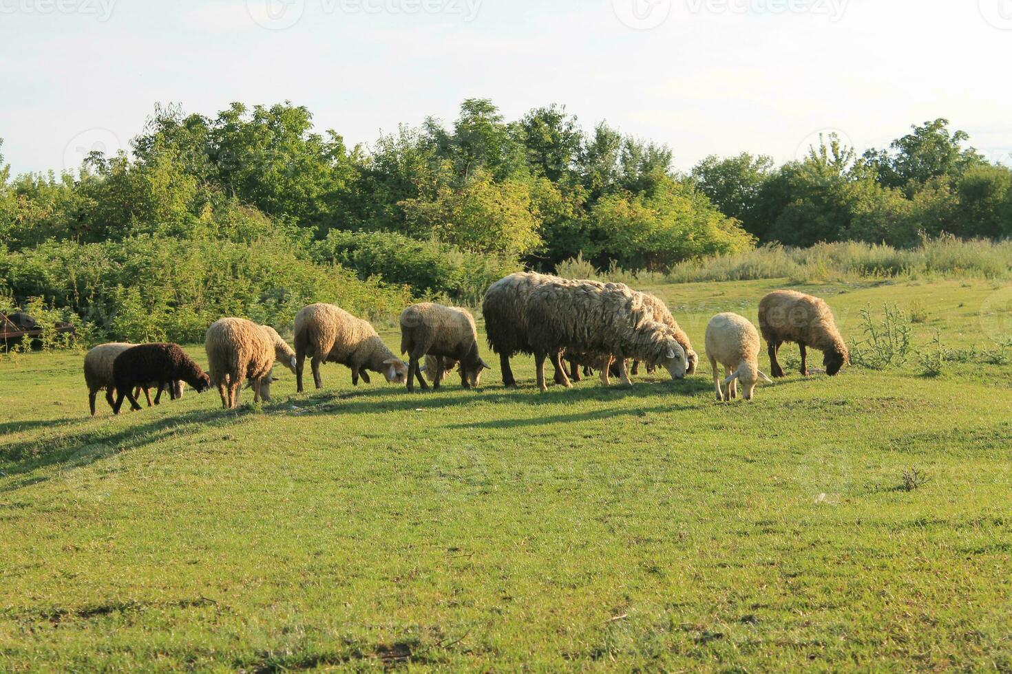 Peaceful Flock of Sheep Grazing in Serene Golden Hour Meadow. Sheep grazing at sunset. Nature farming photo