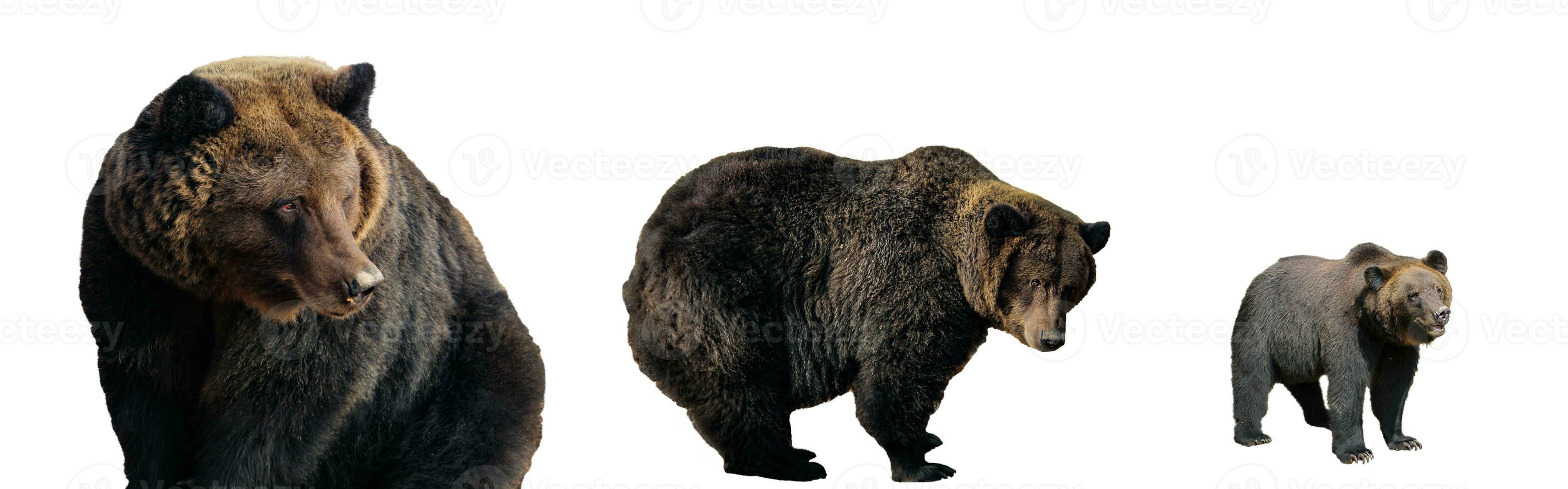 Set of Big brown bears isolated on white background, Ursus arctos. Grizzly in different poses for design photo