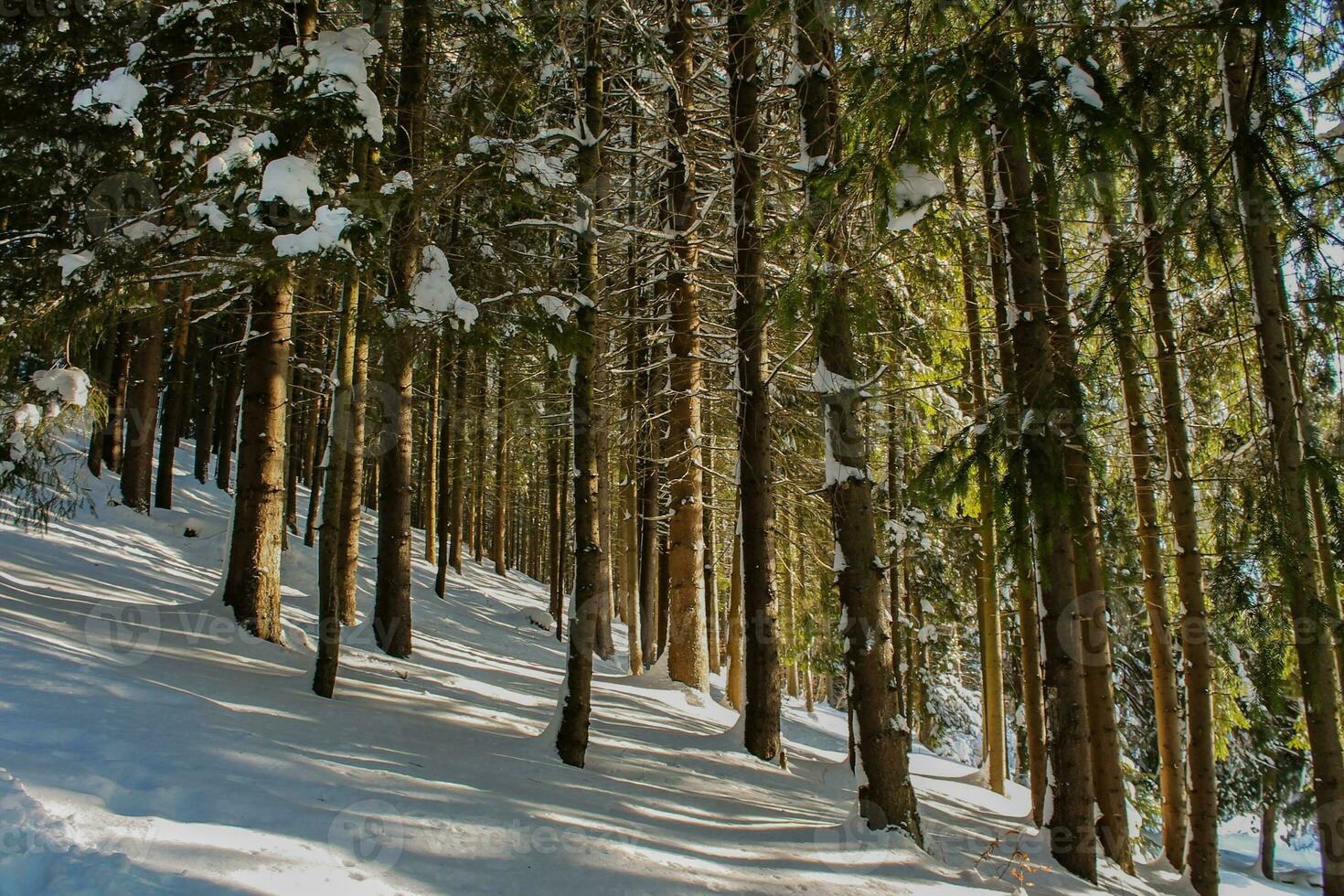 Winter landscape of a snowy forest on a sunny day in the Carpathian mountains. Fresh snow in the mountains in the morning sunlight. Christmas background, new year atmosphere photo