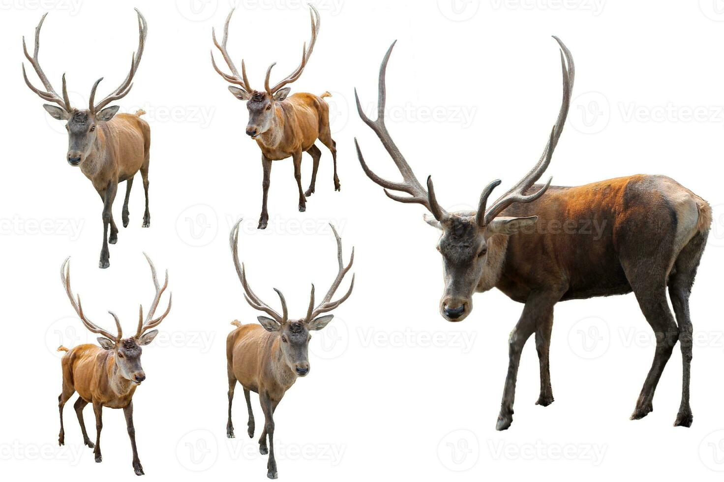 Set of Red deer on a white background. Adult male red deer stag or hart looking into the frame, isolated on white background for design. Cervus elaphus the largest deer species photo