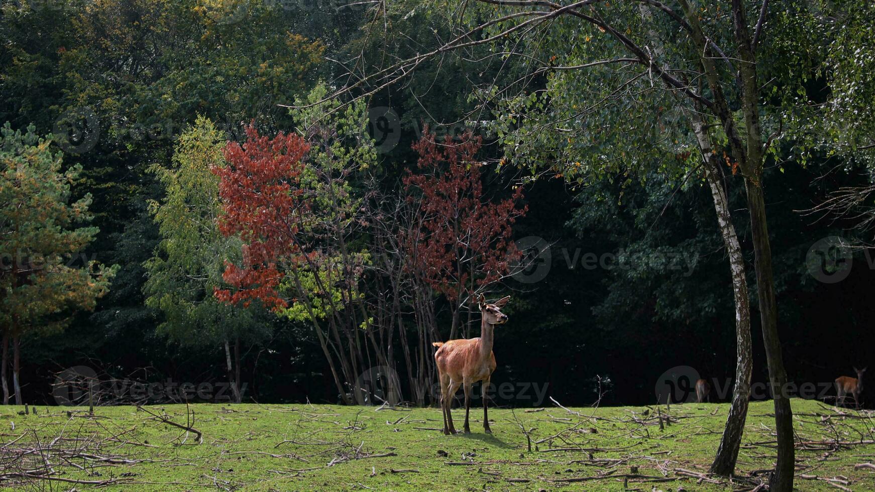 Deer on the edge of the forest. Noble deer on the background of the autumn forest photo