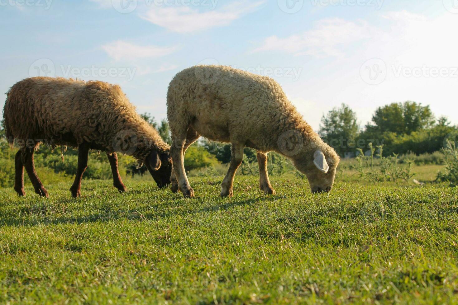 Peaceful Flock of Sheep Grazing in Serene Golden Hour Meadow. Sheep grazing at sunset. Nature farming photo