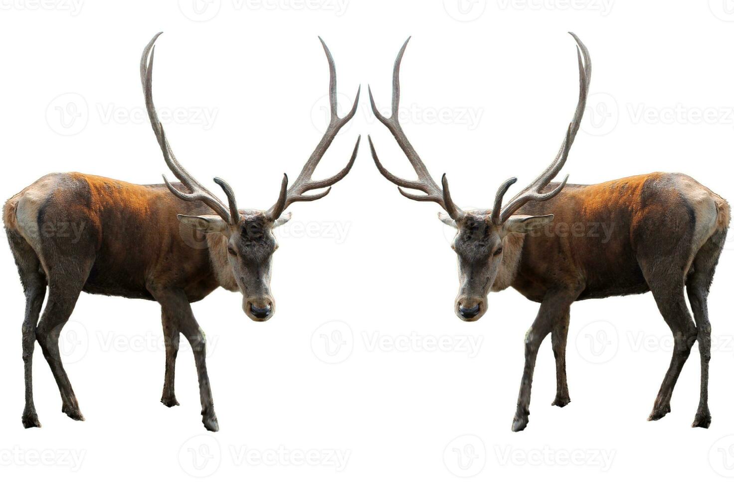 Set of Red deer on a white background. Adult male red deer stag or hart looking into the frame, isolated on white background for design. Cervus elaphus the largest deer species photo