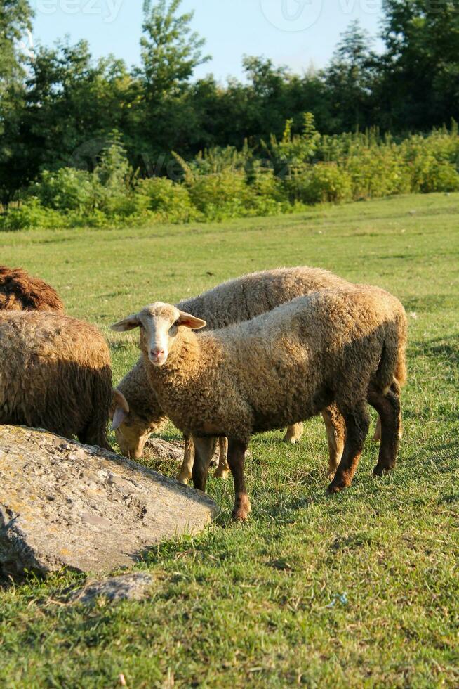 Sheep Grazing on Green Meadow at Sunset. Flock of Sheep Resting on Green Meadow at Dusk photo